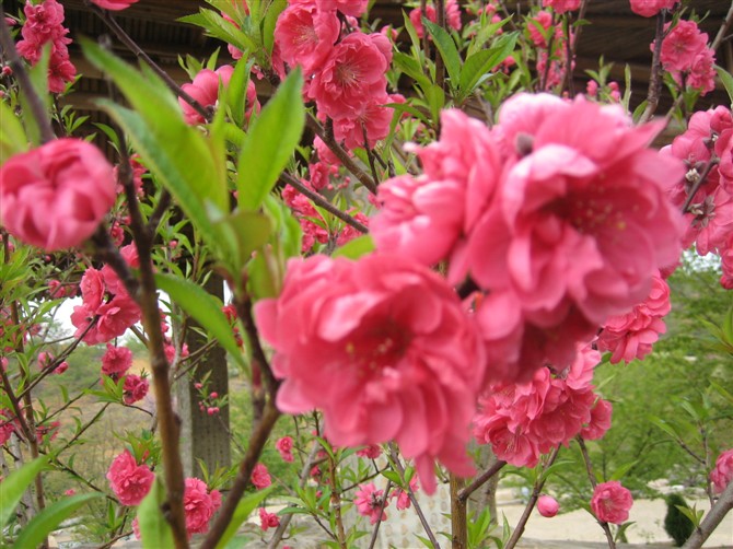 春4