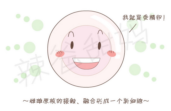 祝你好孕_030148_第一节受精卵_起点