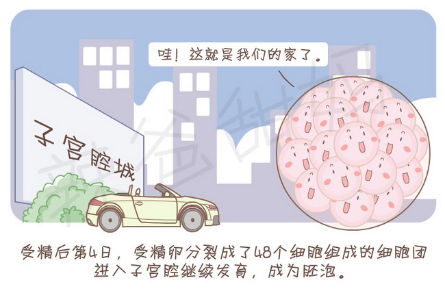 祝你好孕_030151_第一节受精卵_温床