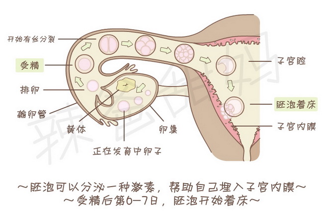 祝你好孕_030152_第一节受精卵_温床