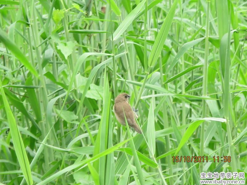 小麻雀