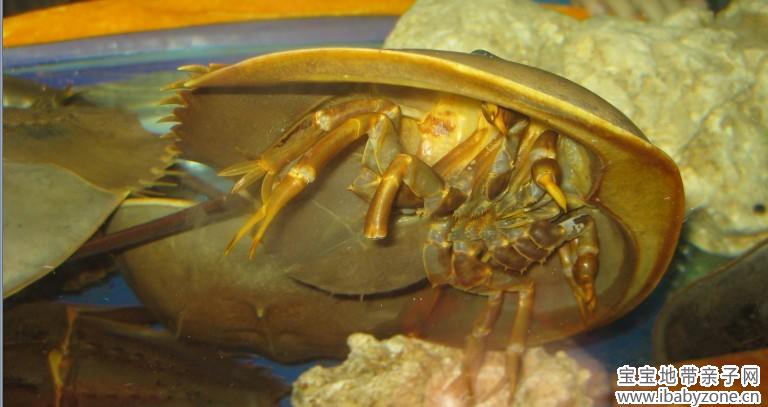 古老生物