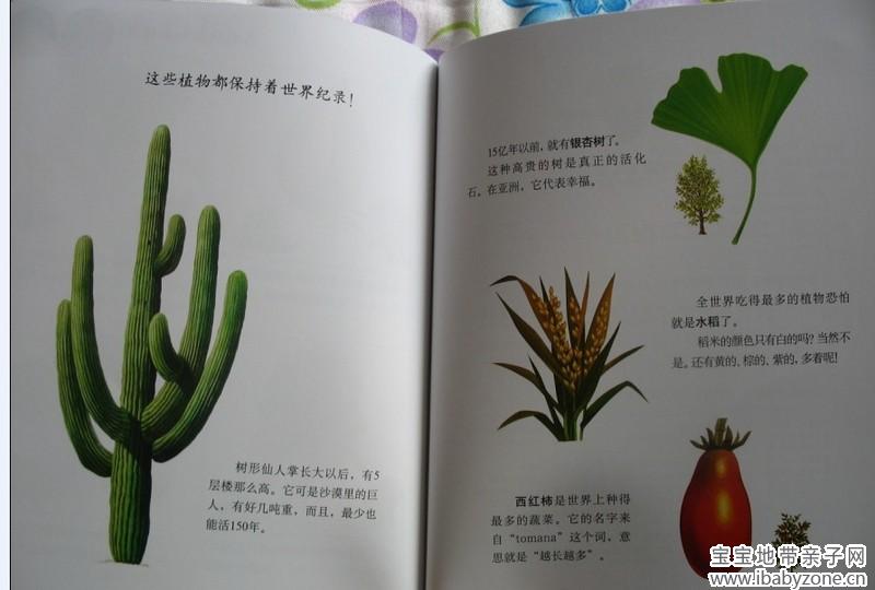 植物17