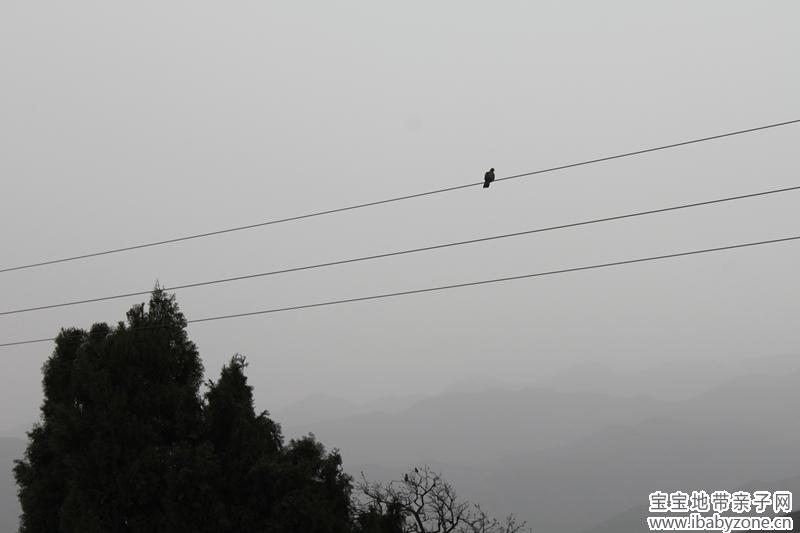 悠闲的鸟