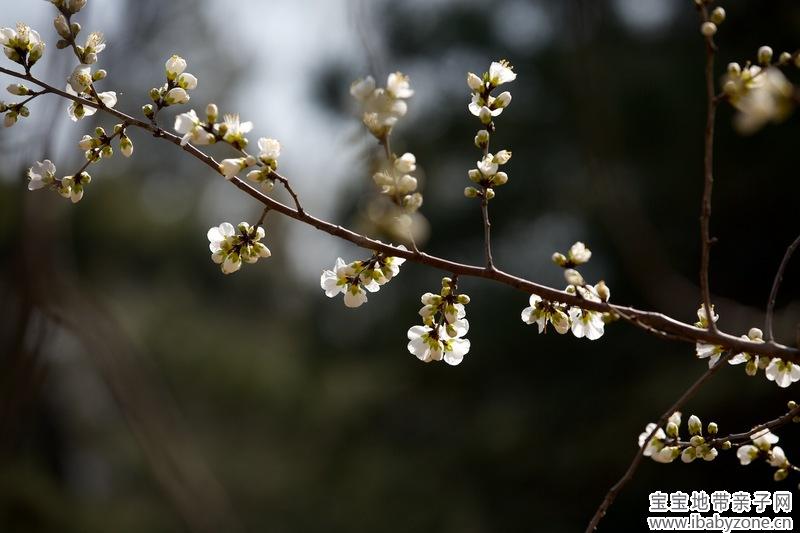 130402 植物园 085