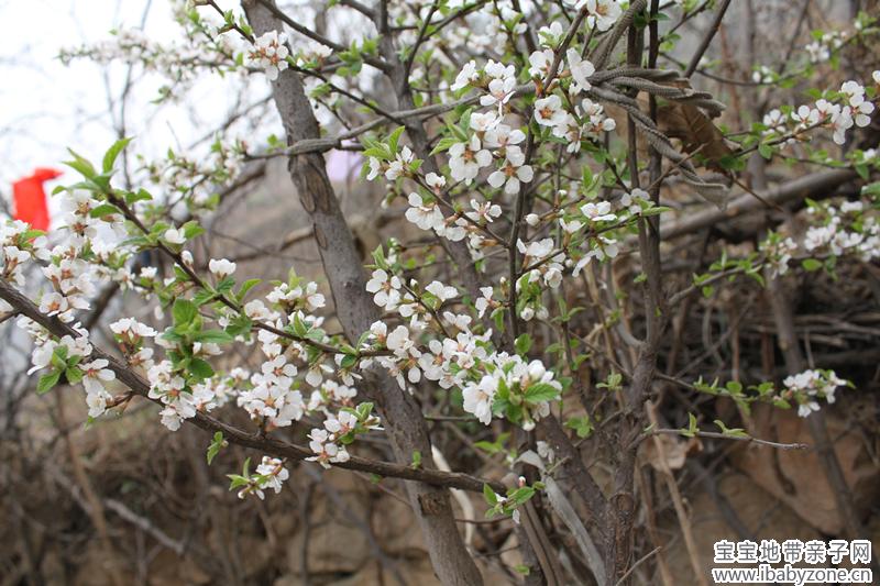 小花也美丽