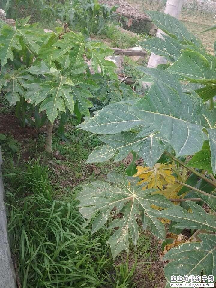 木瓜树3