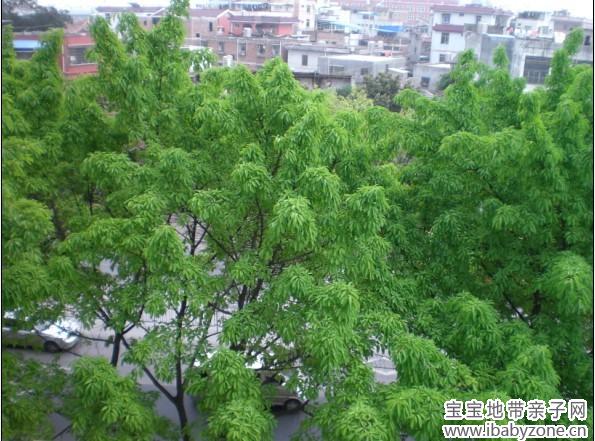 绿玉葱葱