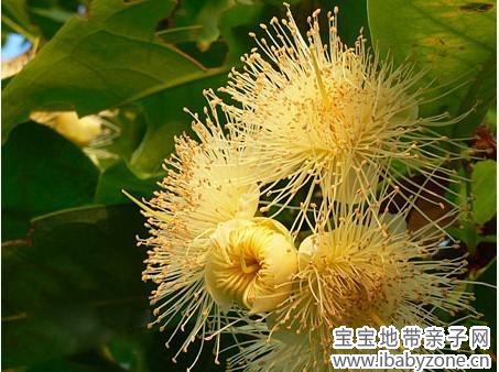莲雾花