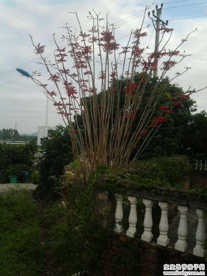 00花