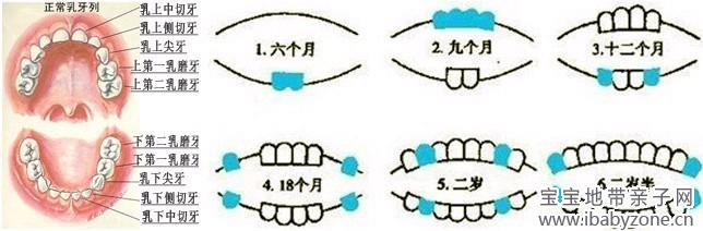 宝宝长牙顺序