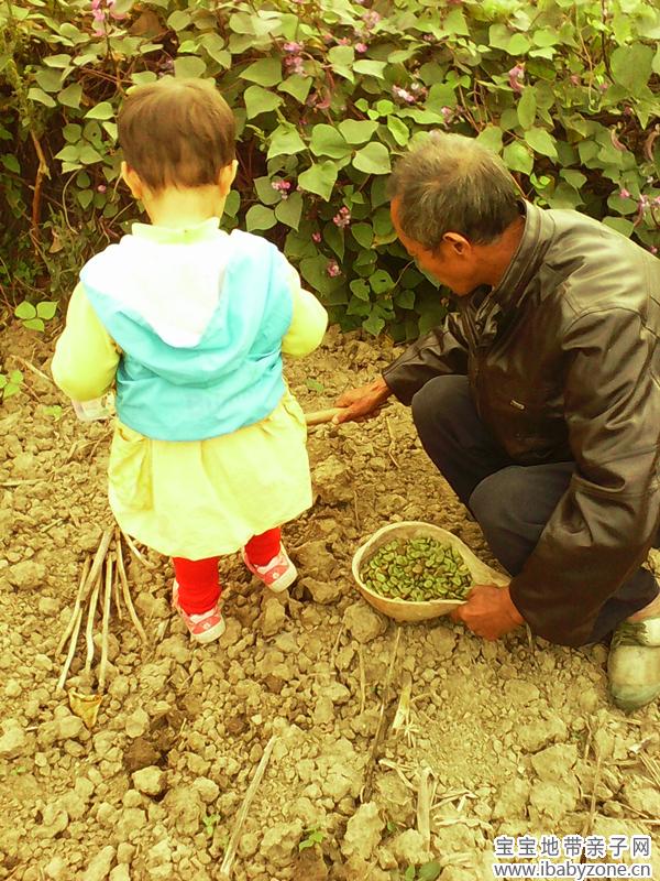 10.15 点蚕豆