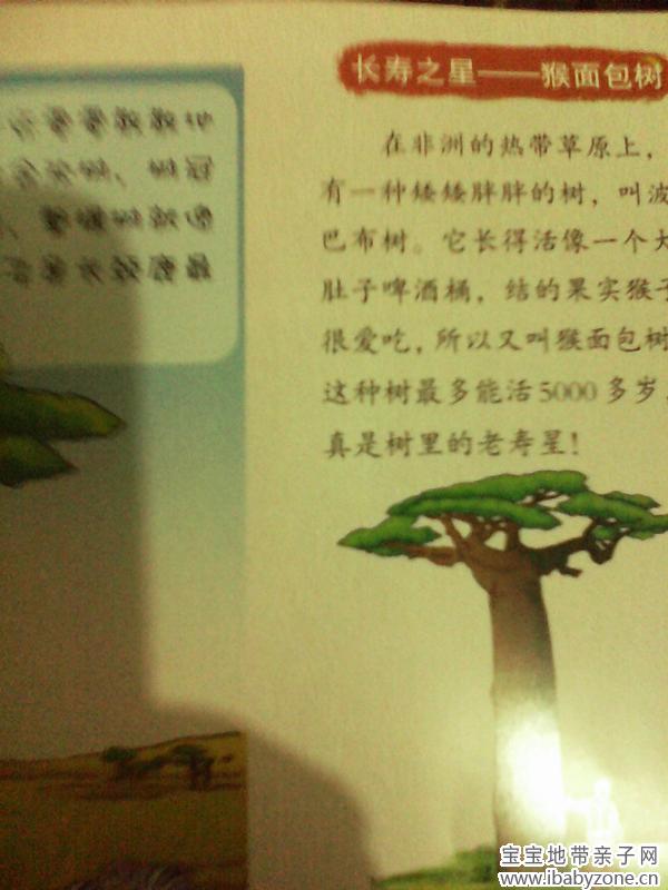 面包树