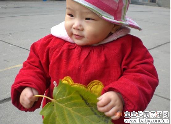 捡树叶