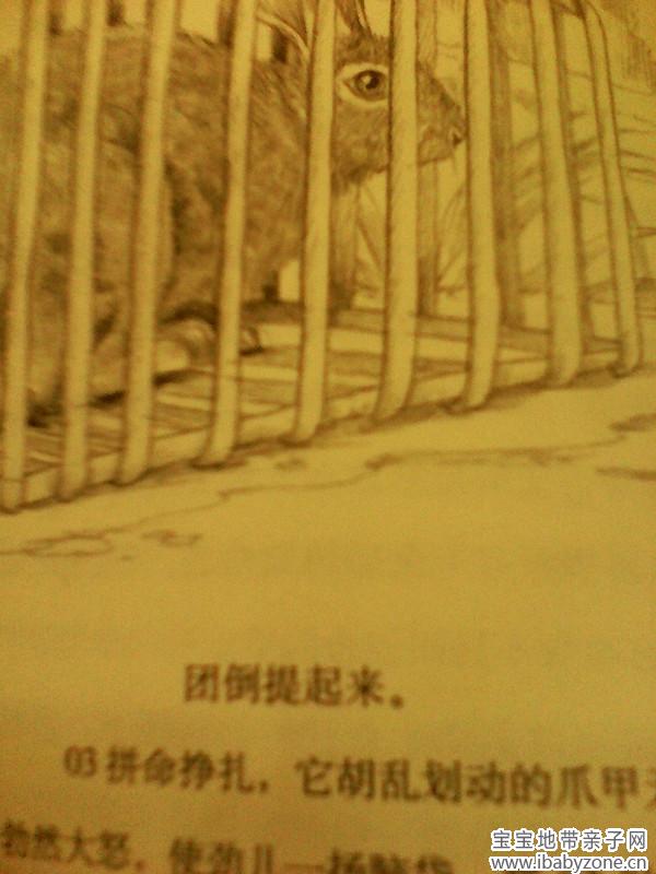 兔子