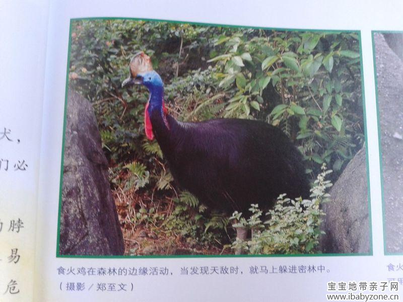 火
