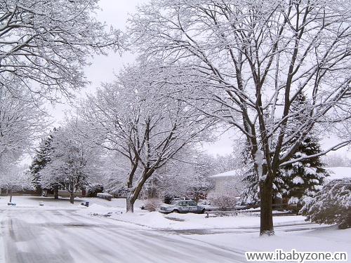 加拿大的冬雪之玉树琼枝