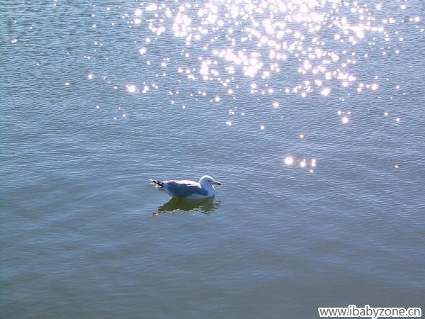 宁静的海面悠闲的海鸥