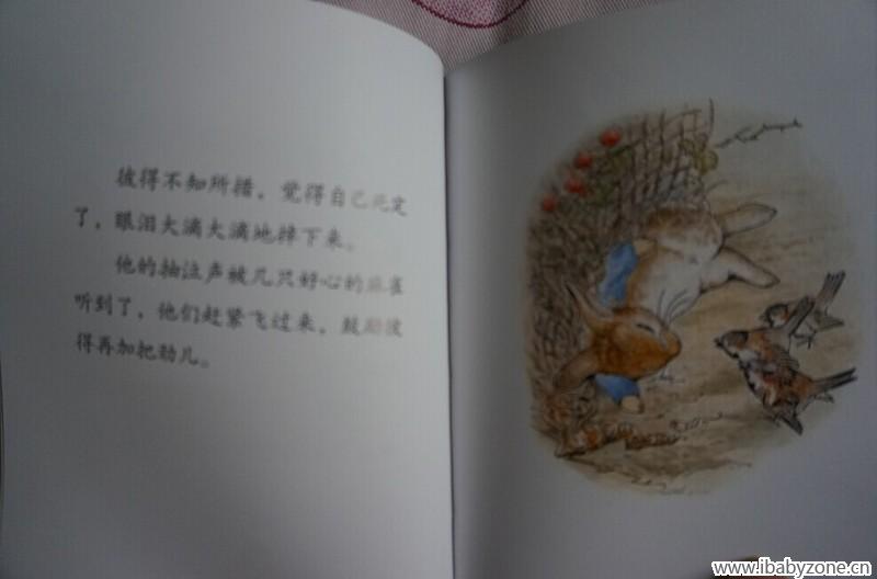 兔子7