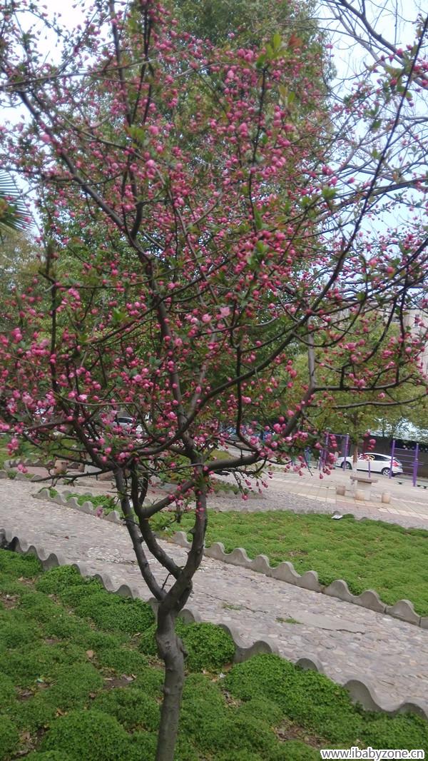 IMG_20150324_181654_副本