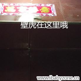 壁虎