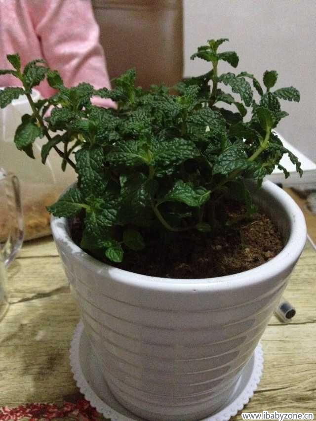 薄荷