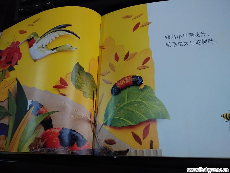 蜂鸟