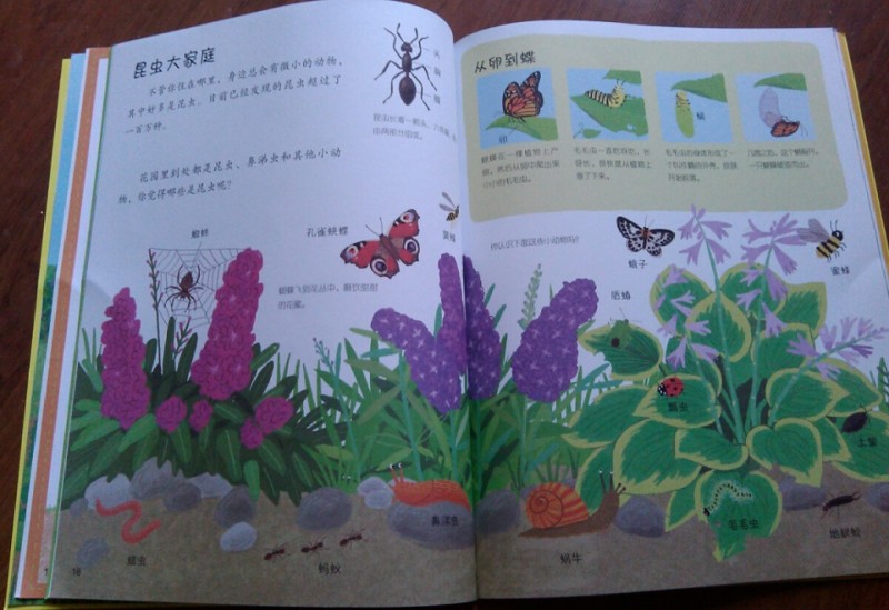 昆虫
