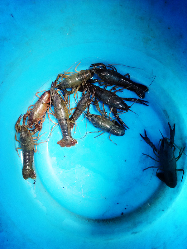 活虾