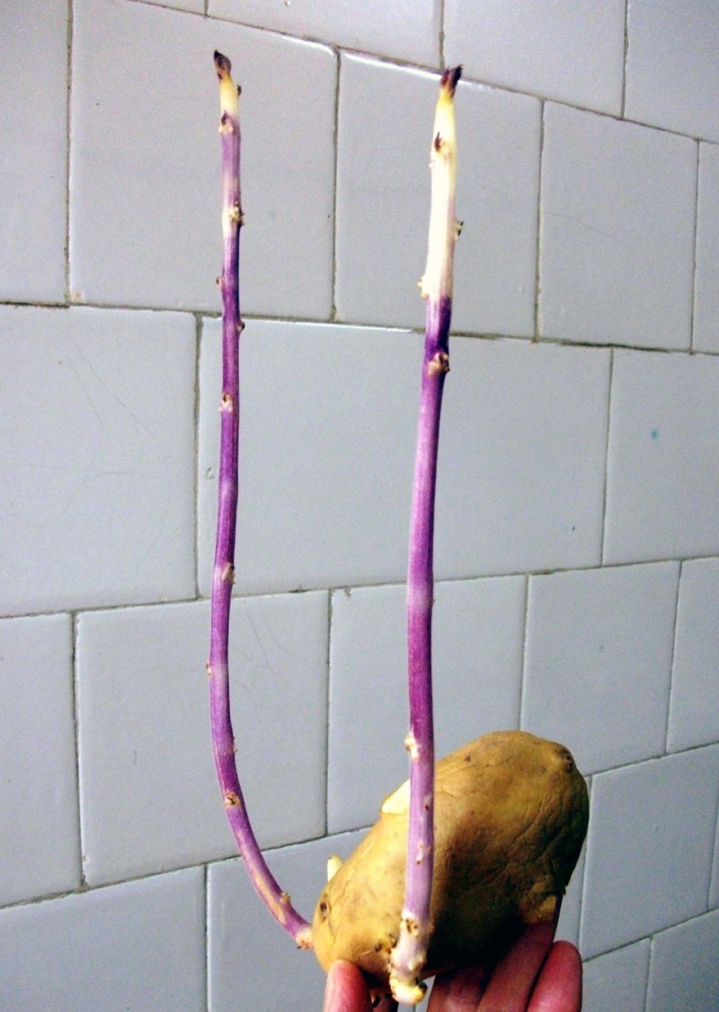 土豆发了