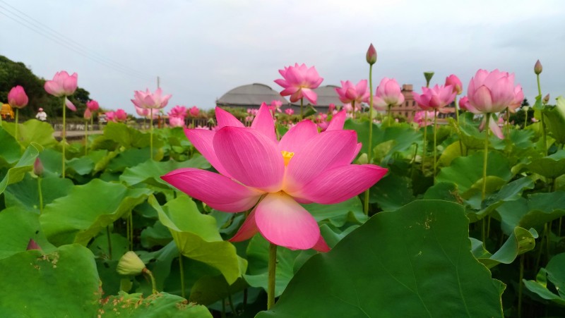 P_20180602_091504_vHDR_On_副本
