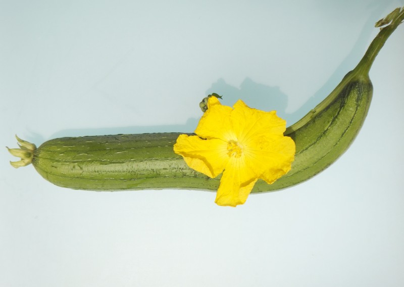 花果连体9