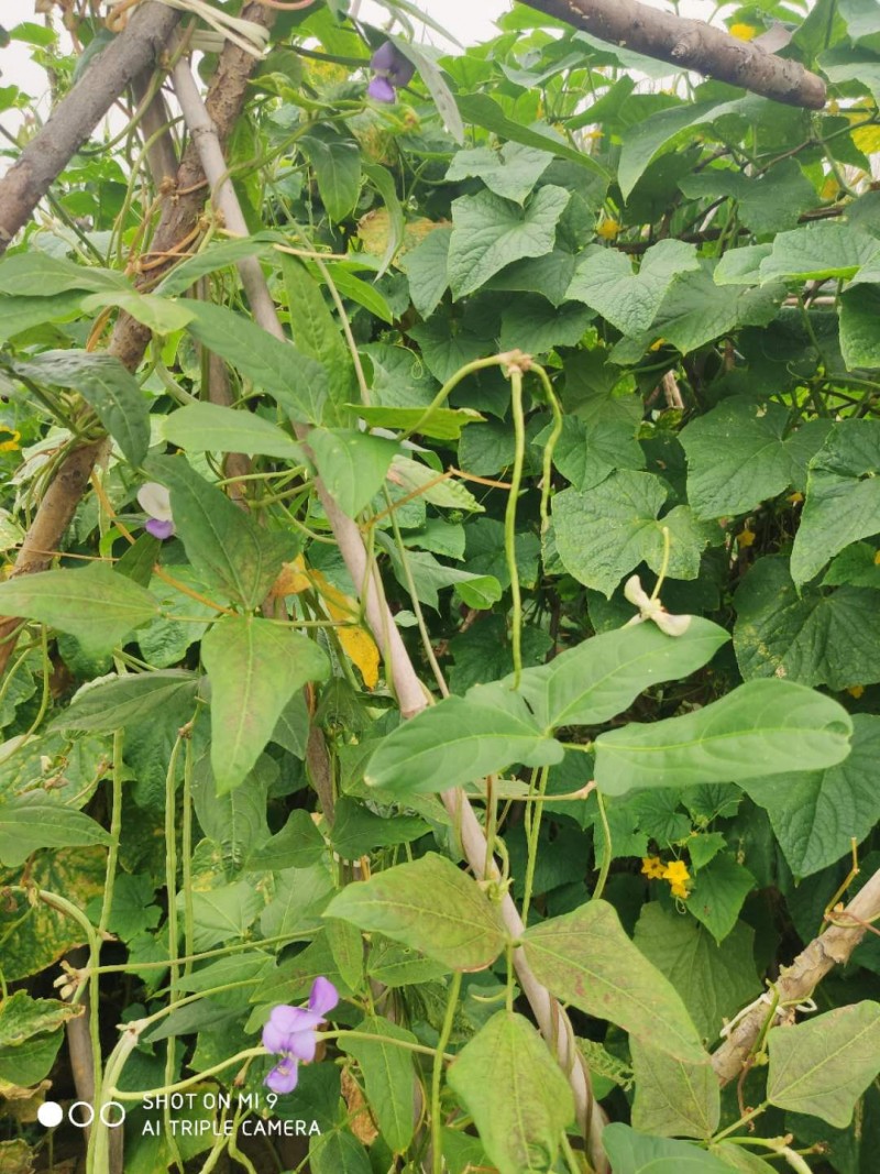 豆角花