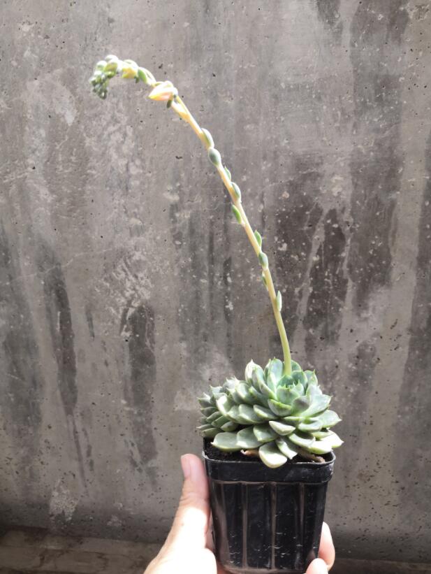 夏梦